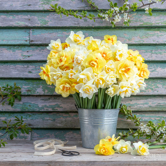 Double Mixed - Daffodil Bulbs
