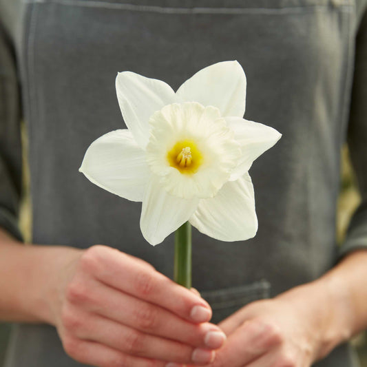 Mount Hood - Daffodil Bulbs (Trumpet)