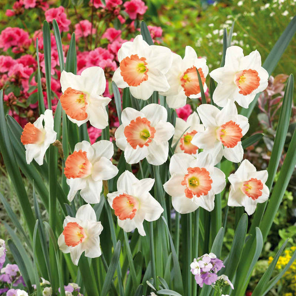 Daffodil Pink Charm, Buy Online at DutchGrown™
