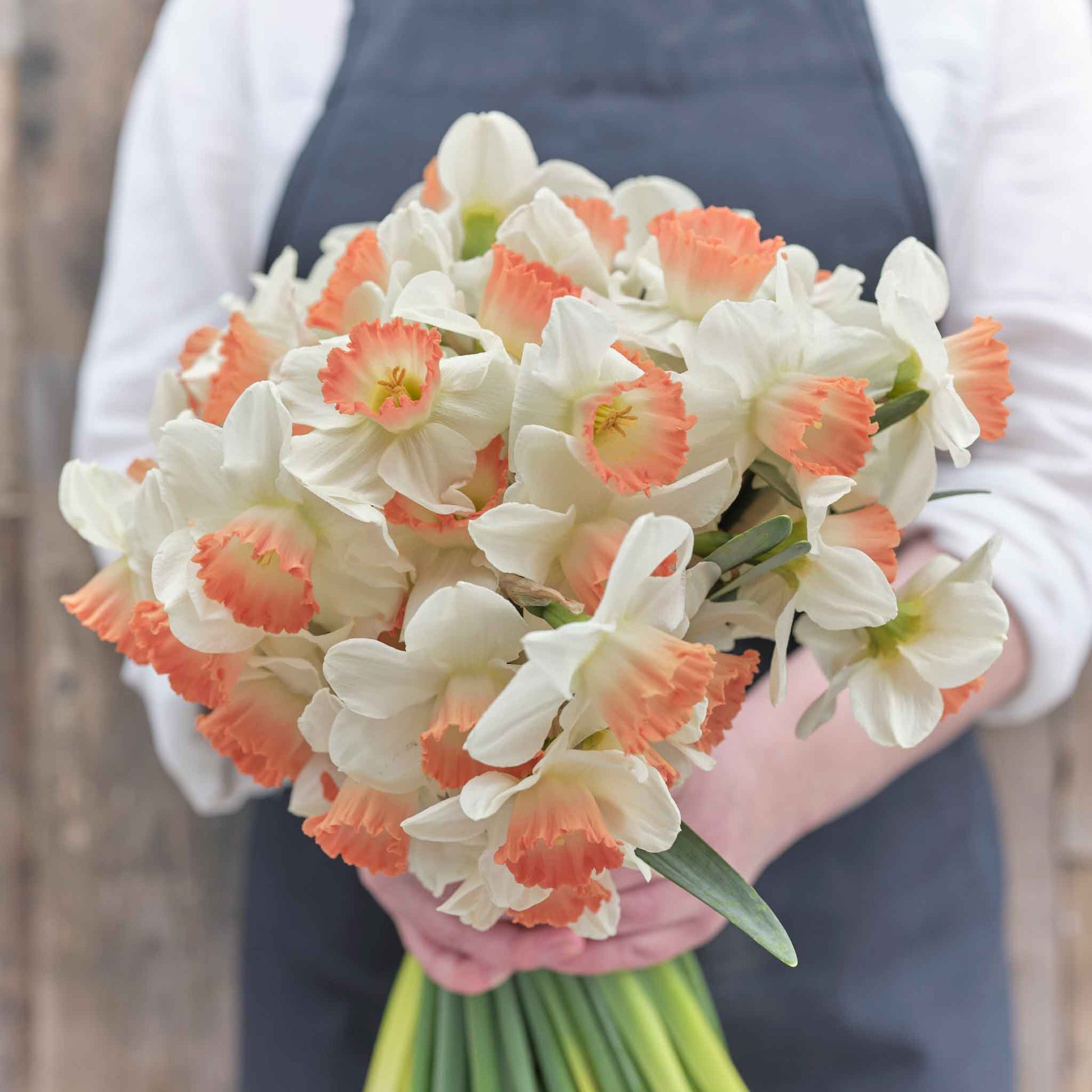 Pink Charm Daffodil Bulbs, Wholesale Pricing