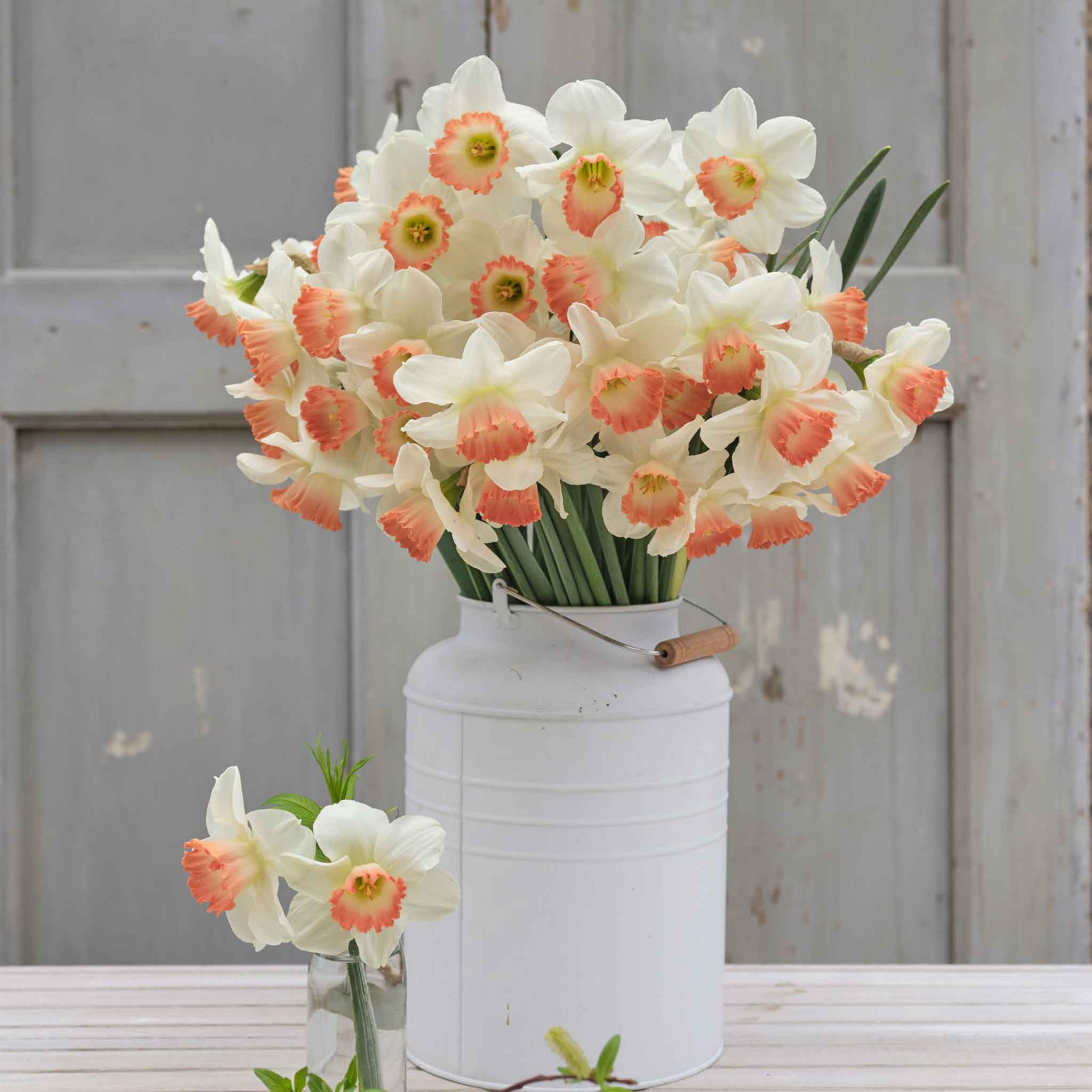 Daffodil Pink Charm, Buy Online at DutchGrown™