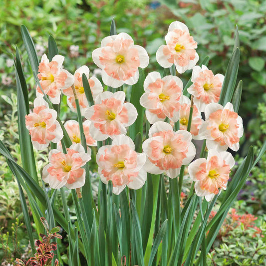 daffodil pink wonder
