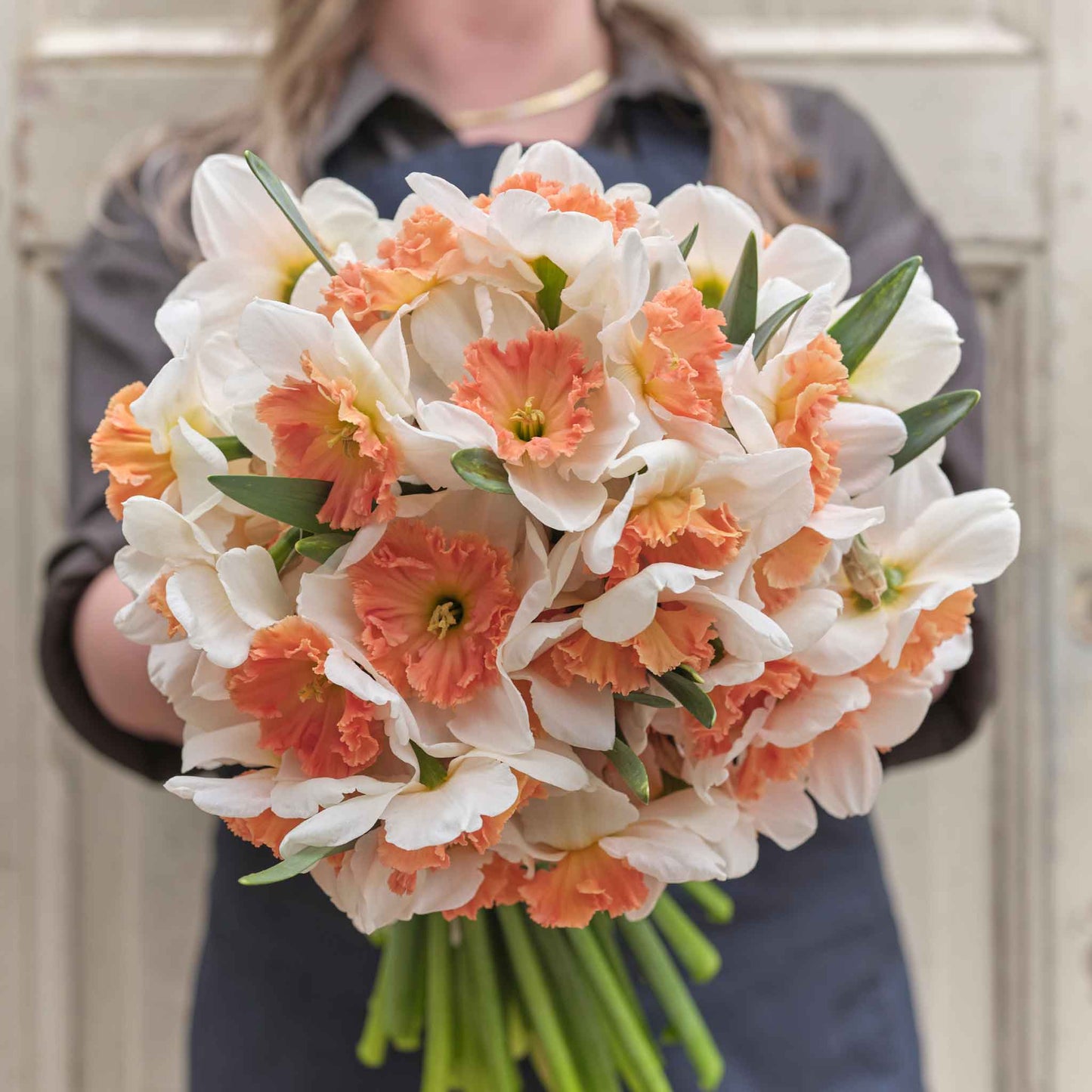 Precocious - Daffodil Bulbs