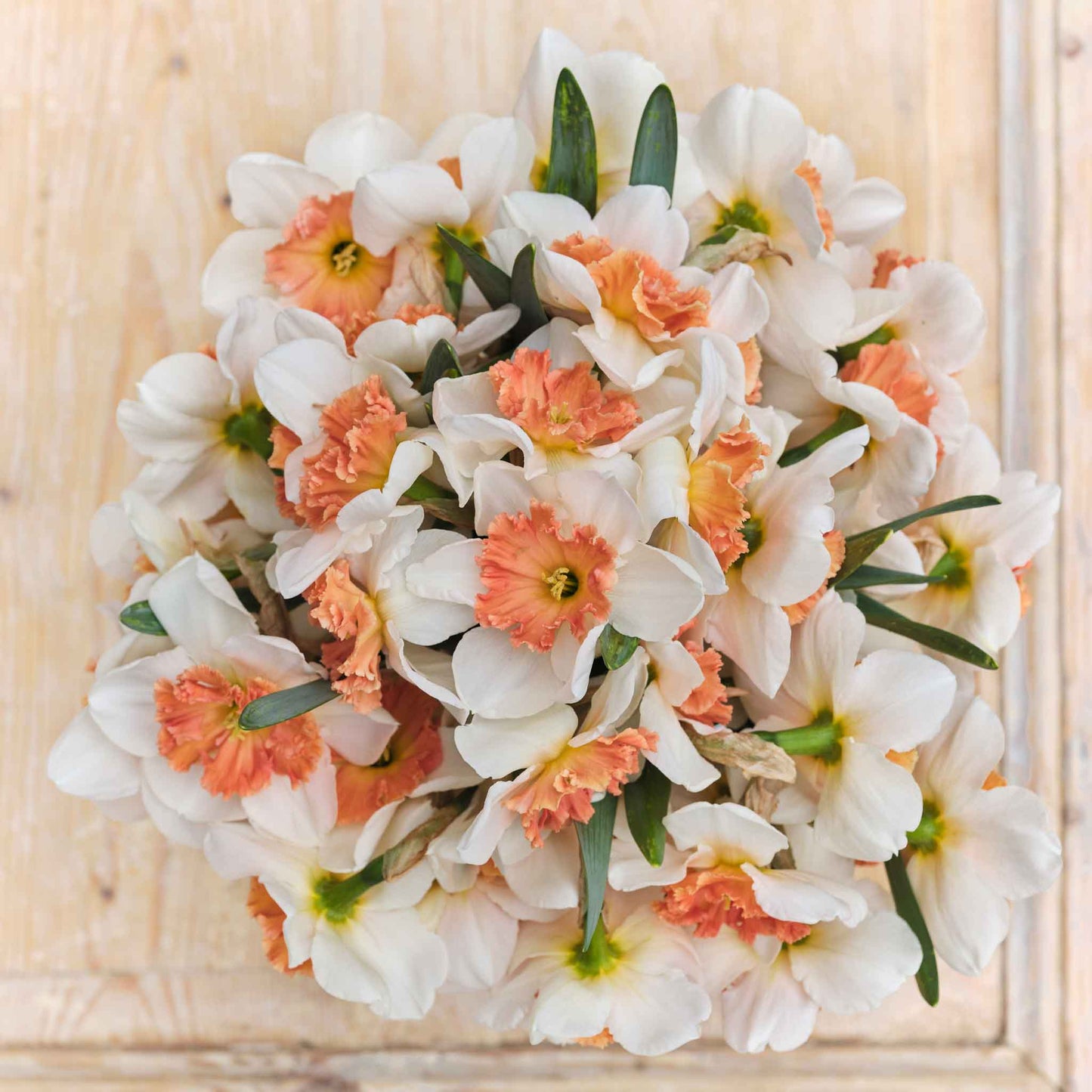 Precocious - Daffodil Bulbs