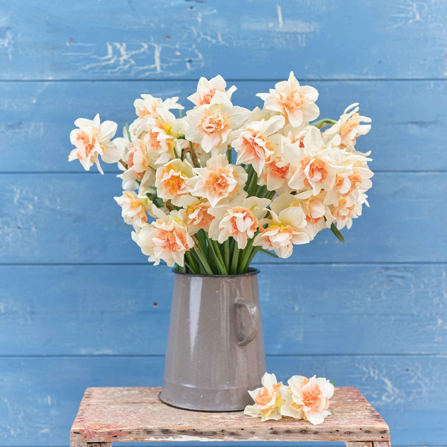 Replete - Daffodil Bulbs