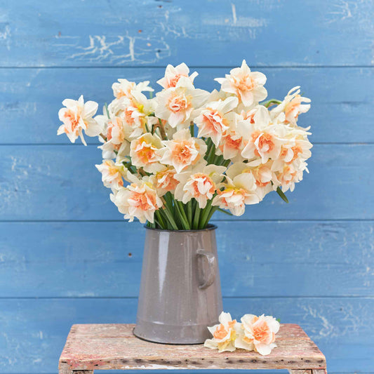 Replete - Daffodil Bulbs