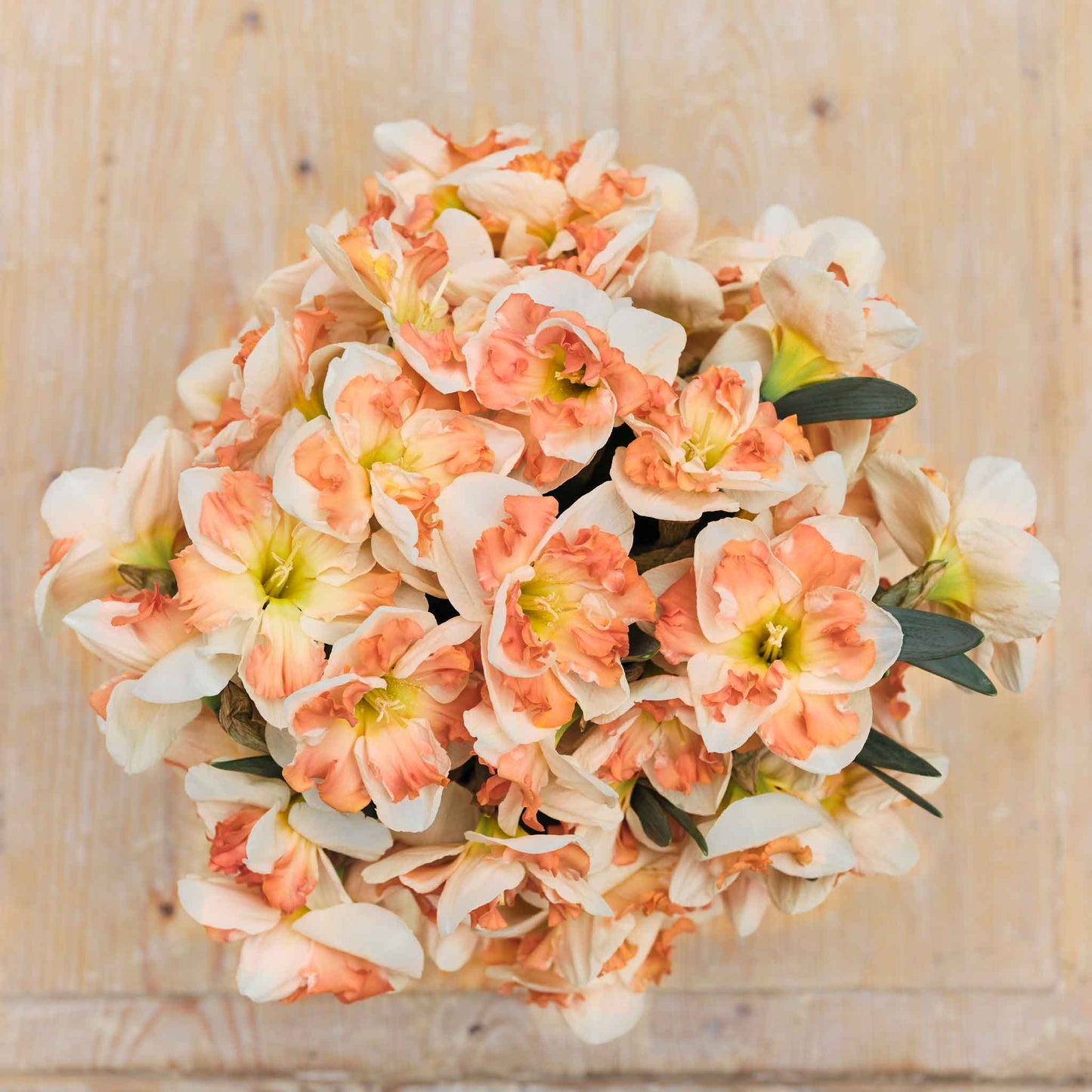 Sunny Girlfriend - Daffodil Bulbs | Flower Bulbs | The Flower Bulb Farm