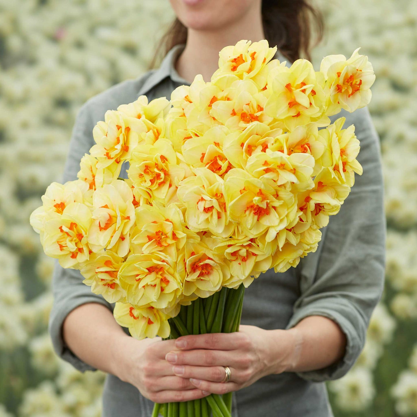 Tahiti - Daffodil Bulbs (Double)