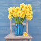 Tahiti - Daffodil Bulbs (Double)