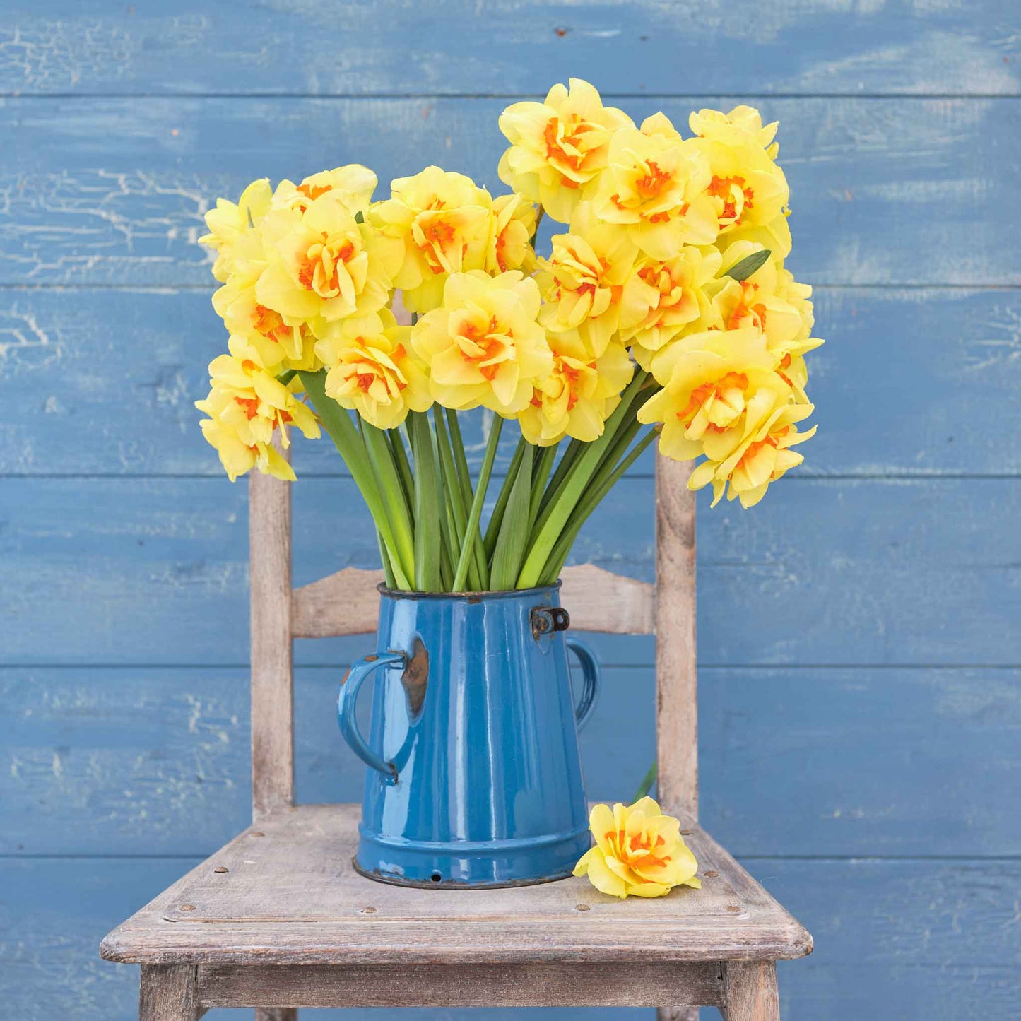 Tahiti - Daffodil Bulbs (Double)