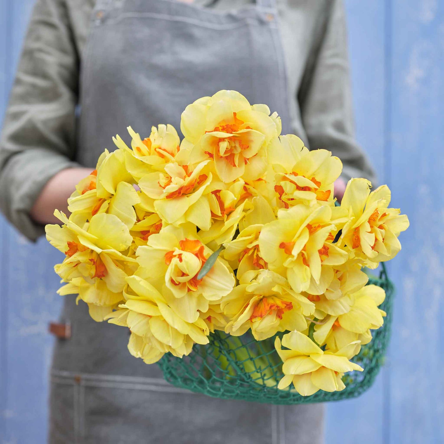 Tahiti - Daffodil Bulbs (Double)