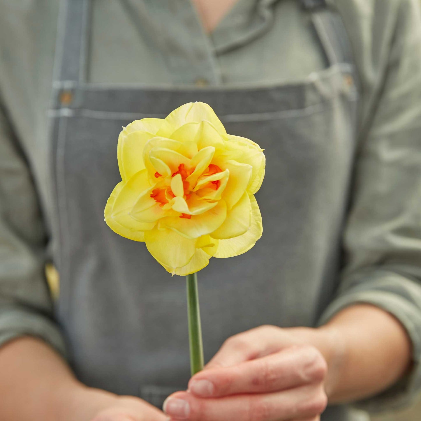 Tahiti - Daffodil Bulbs (Double)