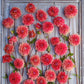 All That Jazz - Dahlia Bulbs (Decorative)