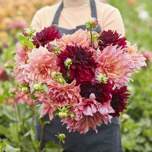 Antique Blush Mix - Dahlia Bulbs