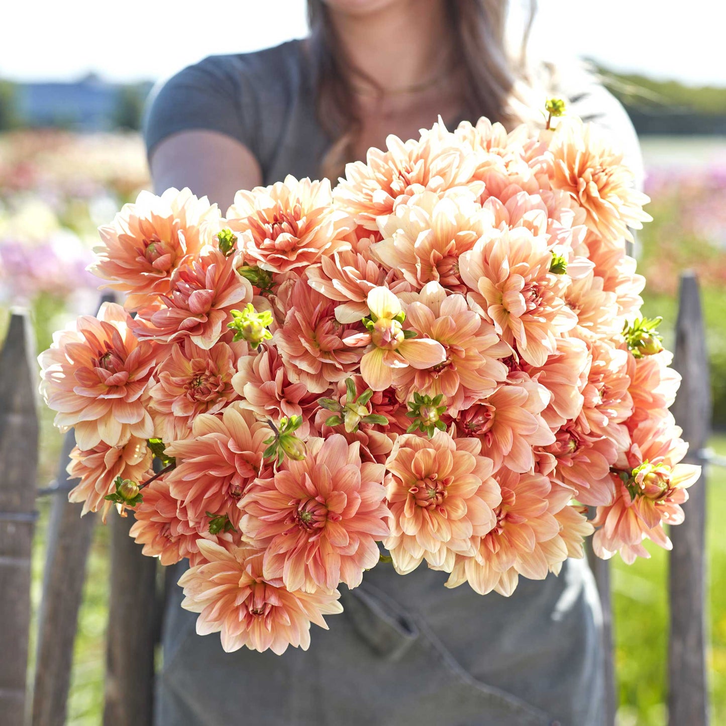 Apricot Desire - Dahlia Bulbs (Waterlily)