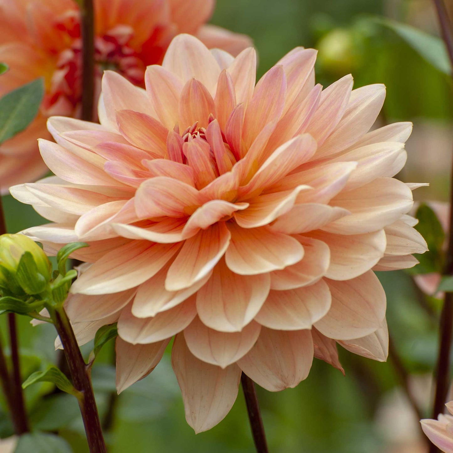 Apricot Desire - Dahlia Bulbs (Waterlily)