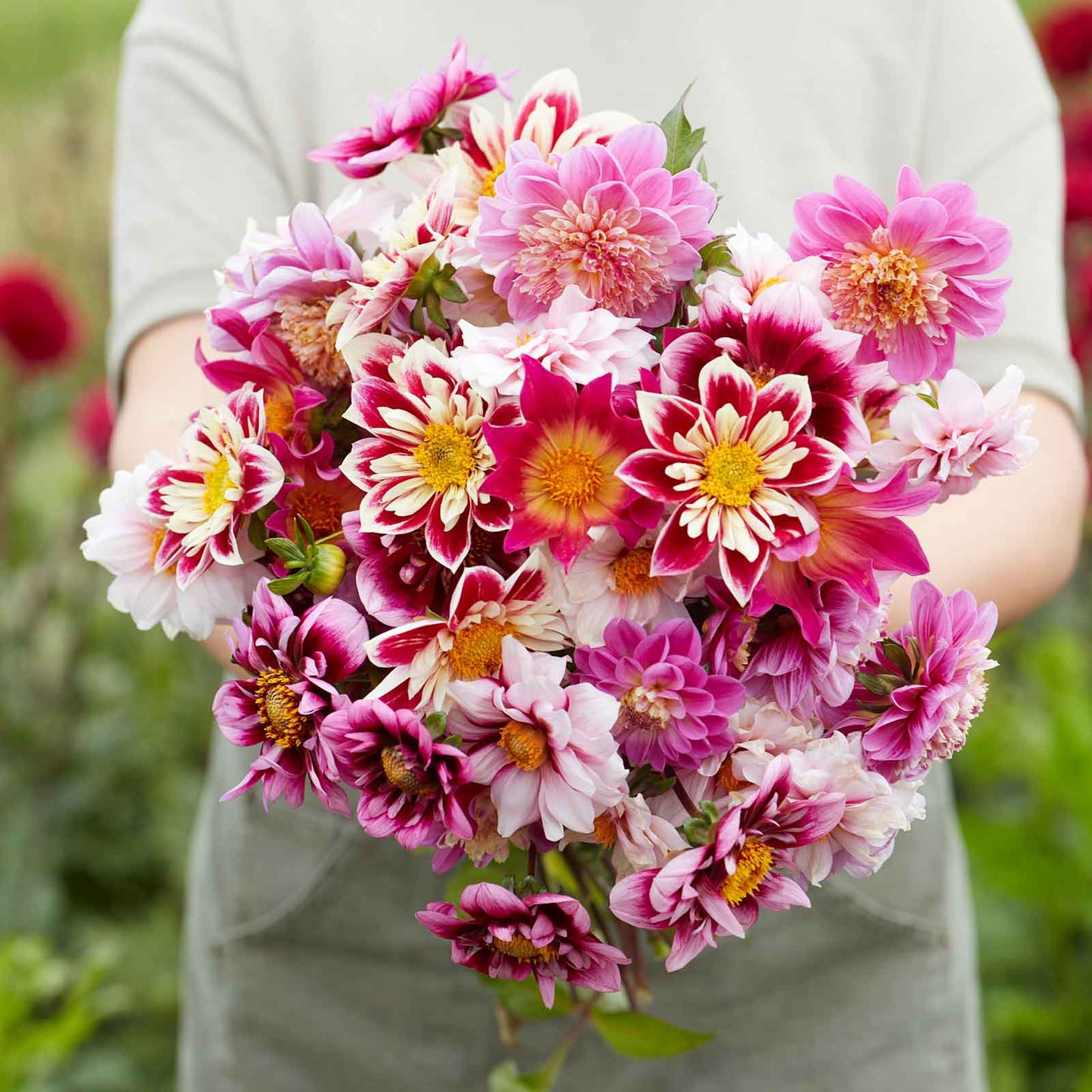 Bee & Butterfly Mix - Dahlia Bulbs