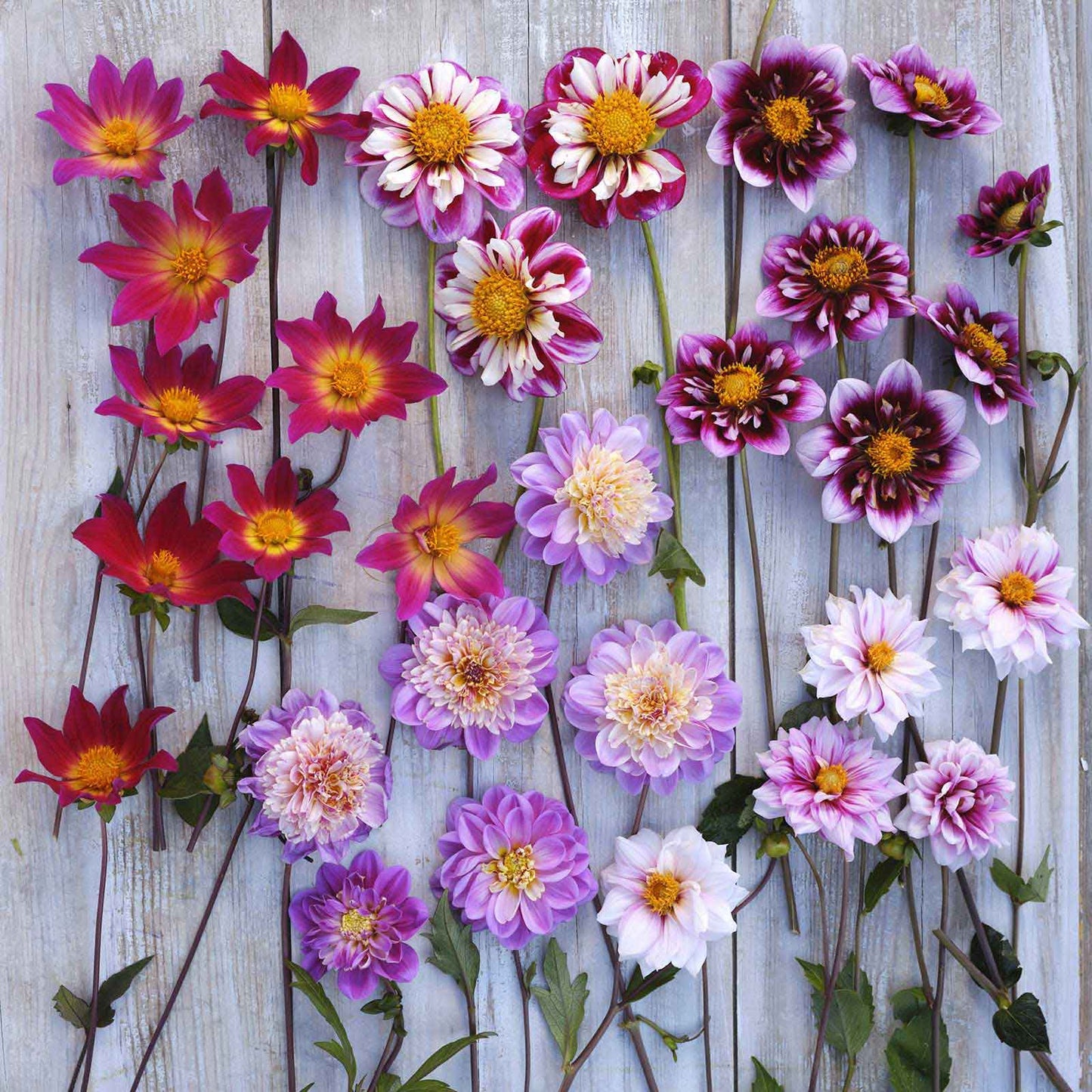 Bee & Butterfly Mix - Dahlia Bulbs