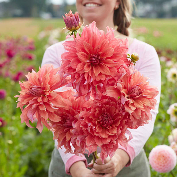 Belle of Barmera - Dahlia Bulbs (Dinnerplate) | Flower Bulbs | The