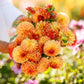 Bonanza - Dahlia Bulbs (Ball)