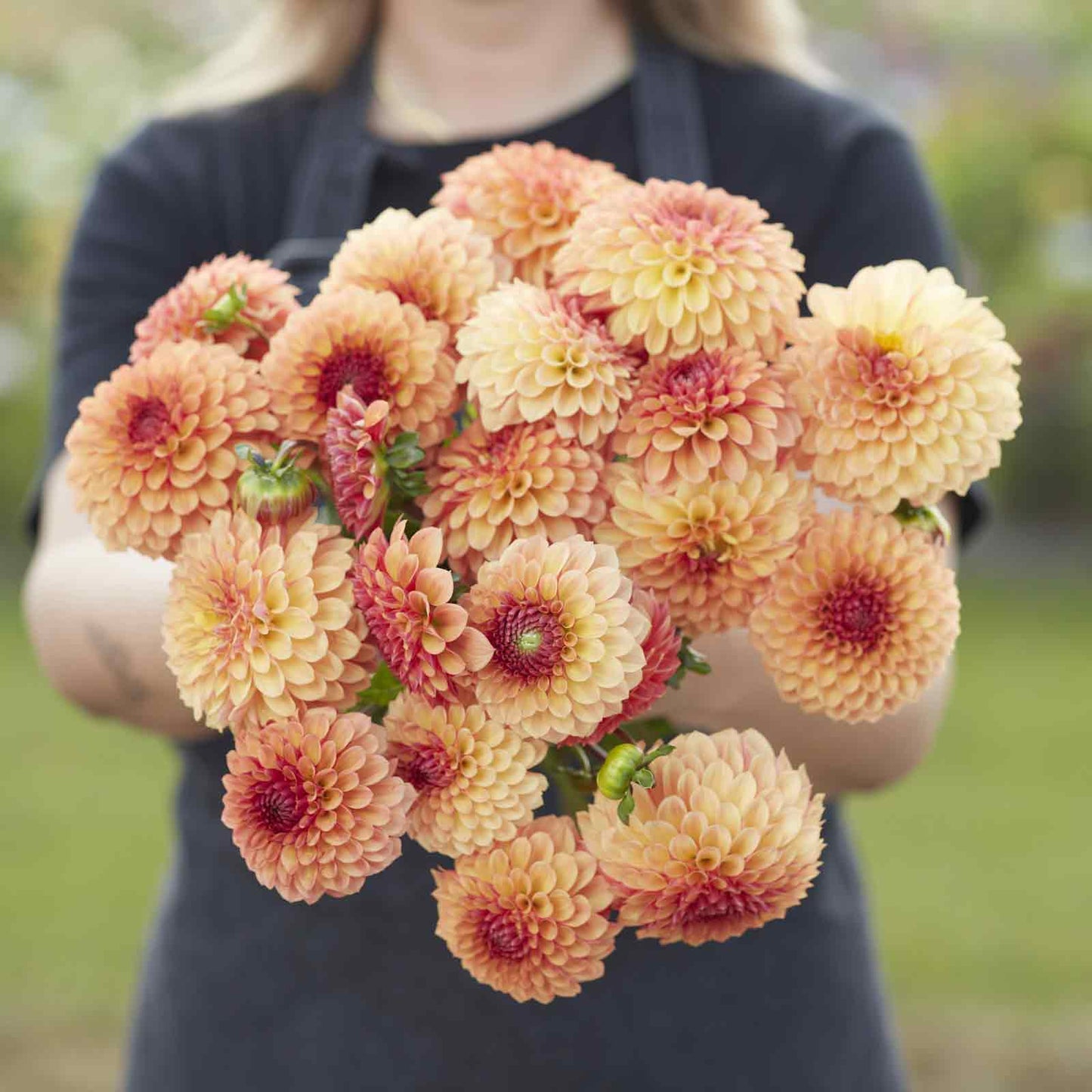 Bonanza - Dahlia Bulbs (Ball)