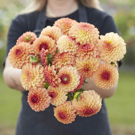 Bonanza - Dahlia Bulbs (Ball)