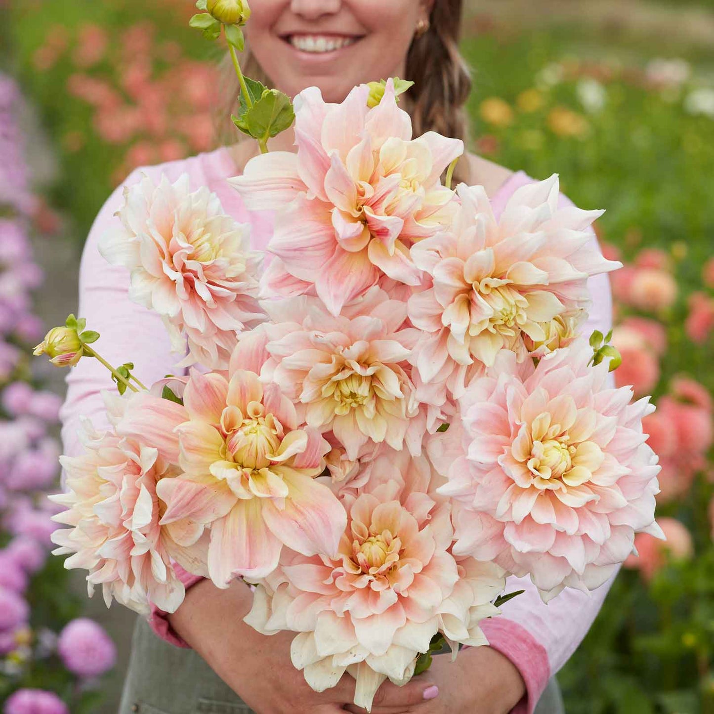 Break Out - Dahlia Bulbs (Dinnerplate)