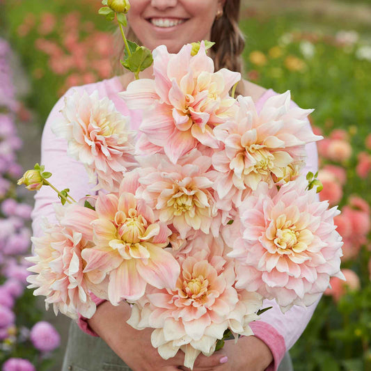 Break Out - Dahlia Bulbs (Dinnerplate)