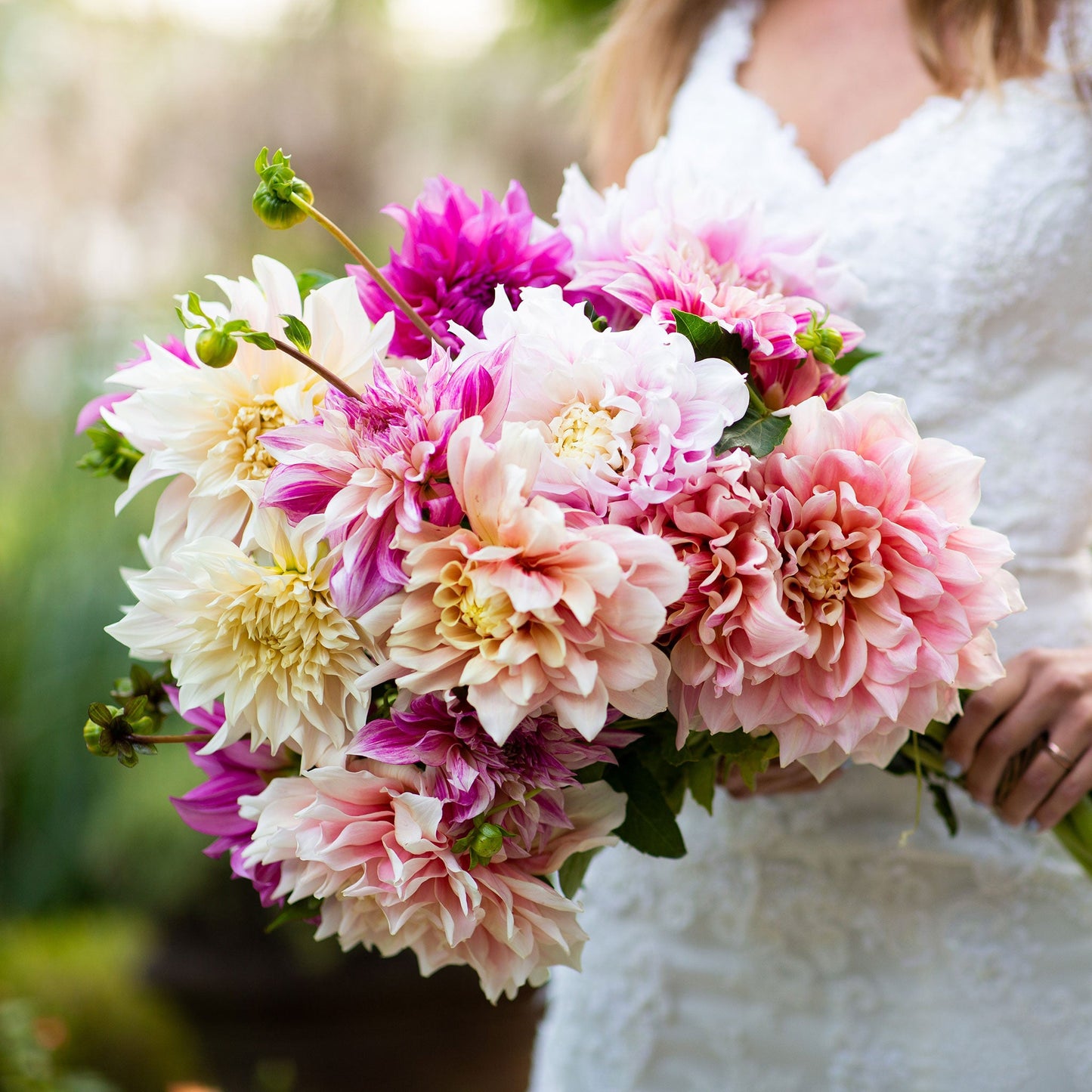 Bridal Bouquet Mix - Dahlia Bulbs (Dinnerplate)