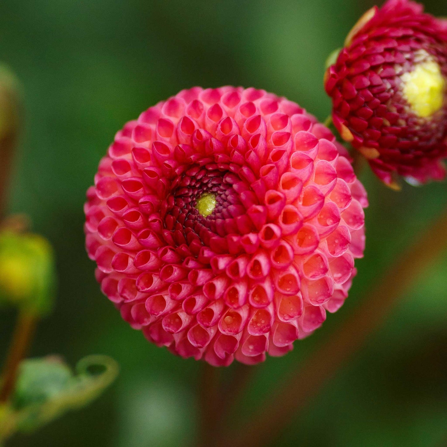 Burlesca - Dahlia Bulbs (Pompon)