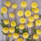Buttercup - Dahlia Bulbs (Pompon)