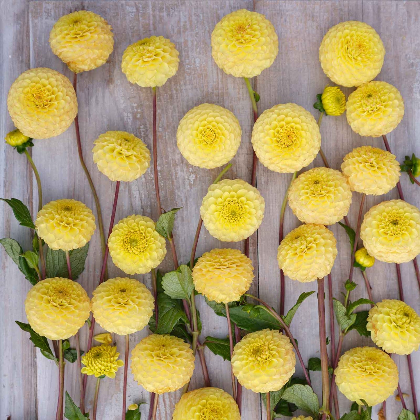 Buttercup - Dahlia Bulbs (Pompon)
