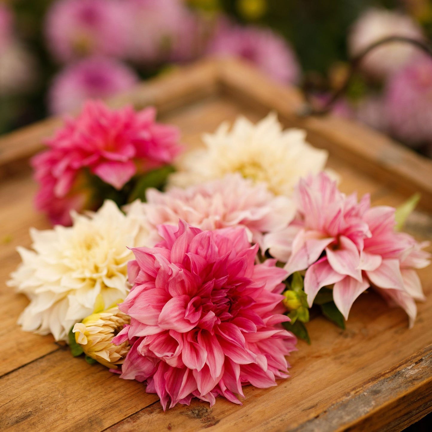 Cafe au Lait Collection - Dahlia Bulbs (Dinnerplate)