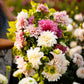 Cafe au Lait Collection - Dahlia Bulbs (Dinnerplate)