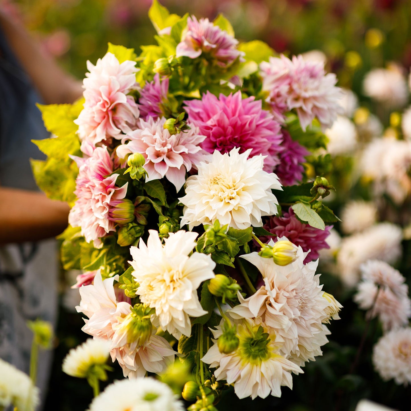 Cafe au Lait Collection - Dahlia Bulbs (Dinnerplate)