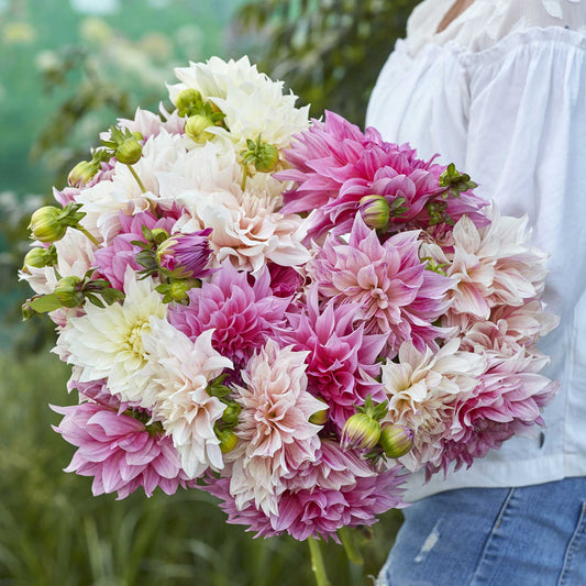 Cafe au Lait Mix - Dahlia Bulbs (Dinnerplate)