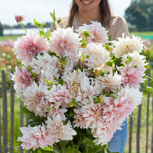 Cafe au Lait - Dahlia Bulbs (Dinnerplate)