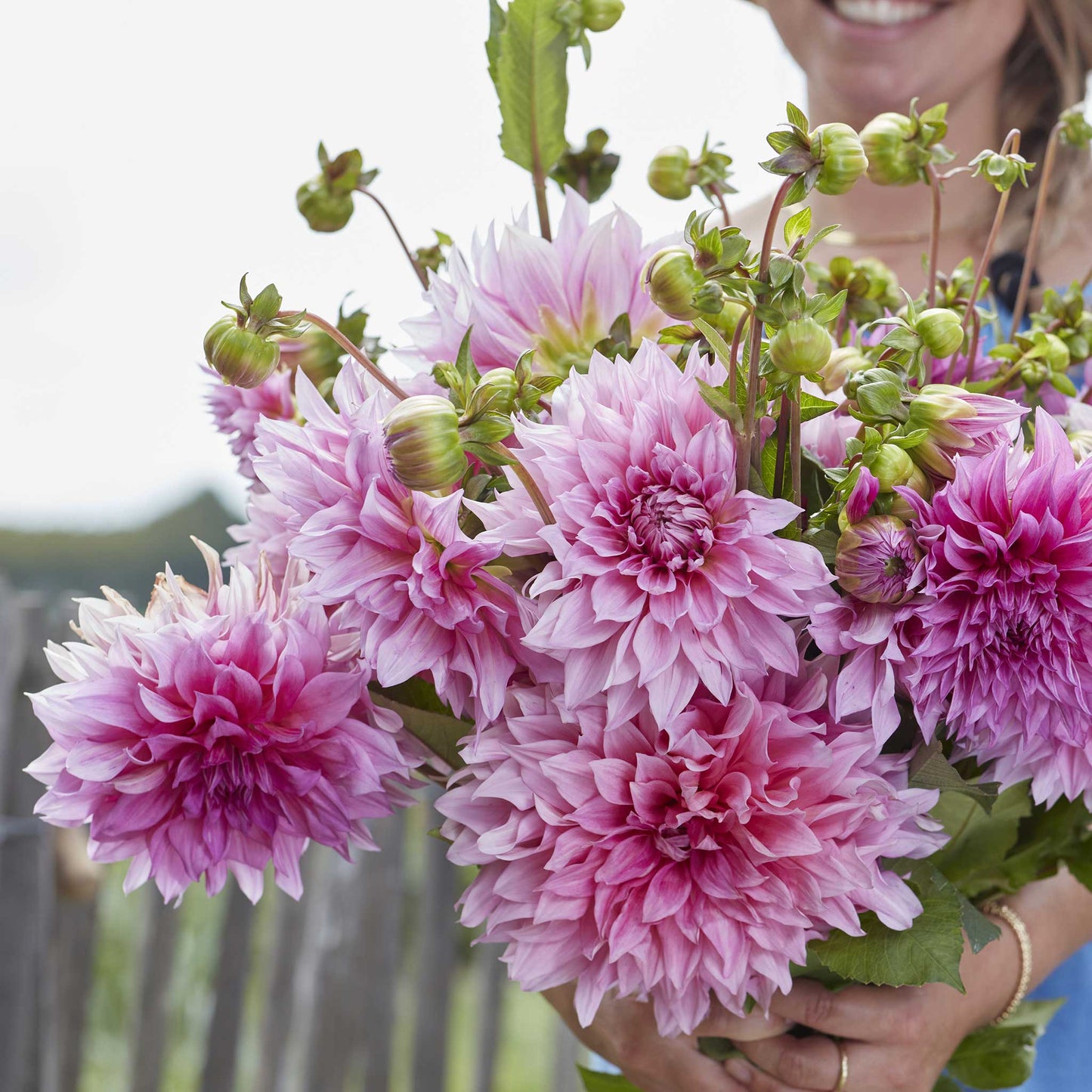 Cafe Au Lait Rose - Dahlia Bulbs (Dinnerplate)