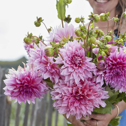 Cafe Au Lait Rose - Dahlia Bulbs (Dinnerplate)