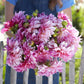 Cafe Au Lait Royal - Dahlia Bulbs (Dinnerplate)