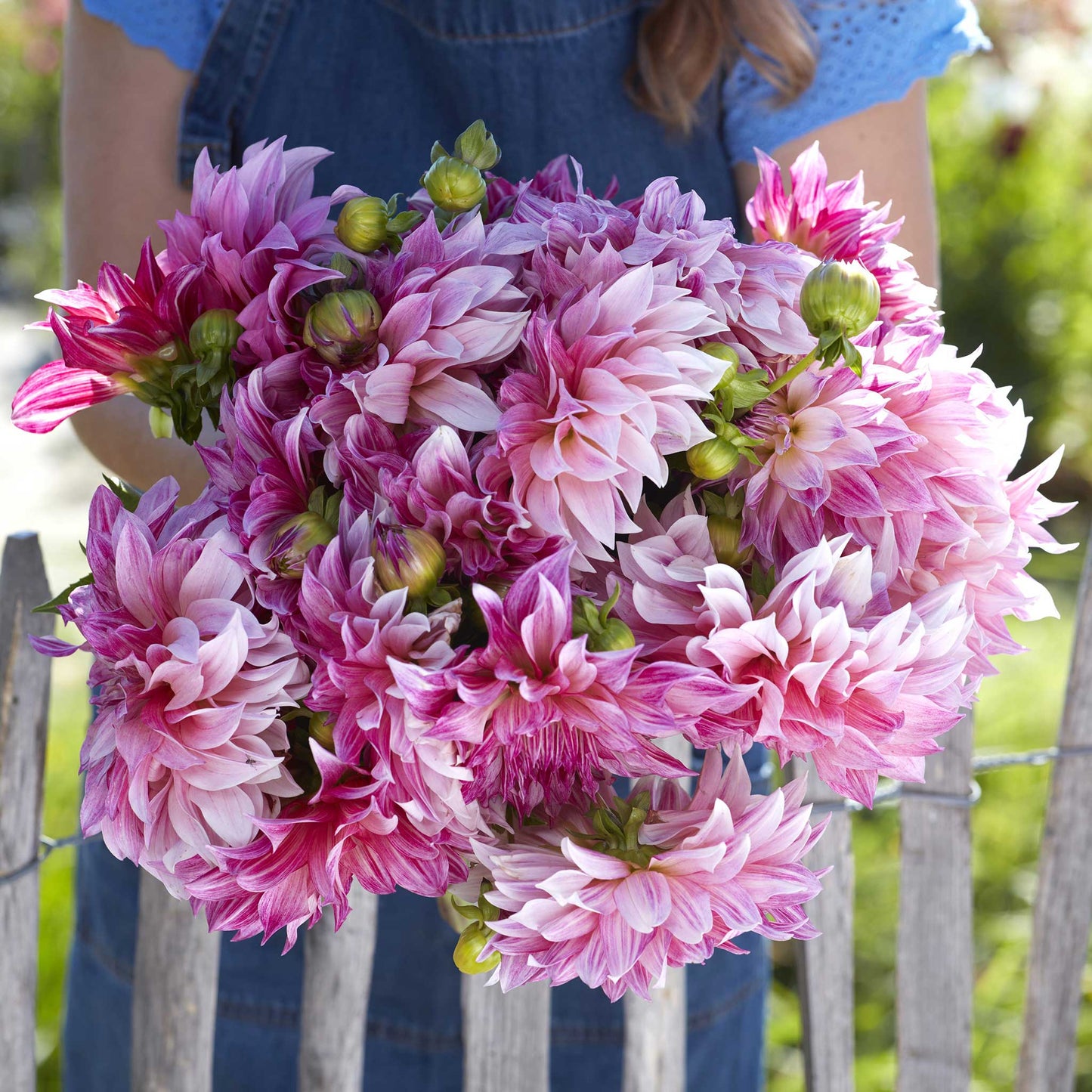 Cafe Au Lait Royal - Dahlia Bulbs (Dinnerplate)