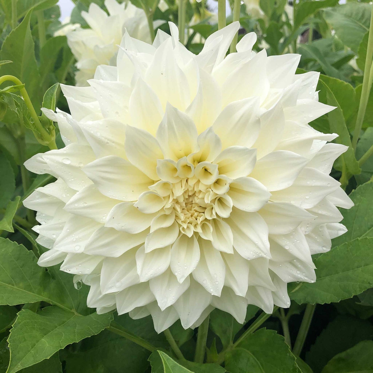 Cafe au Lait Supreme - Dahlia Bulbs (Dinnerplate)
