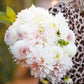 Cafe con Leche Mix - Dahlia Bulbs