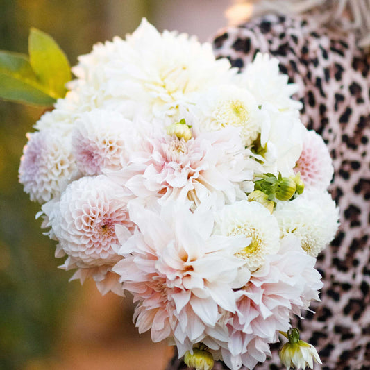 Cafe con Leche Mix - Dahlia Bulbs