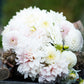 Cafe con Leche Mix - Dahlia Bulbs