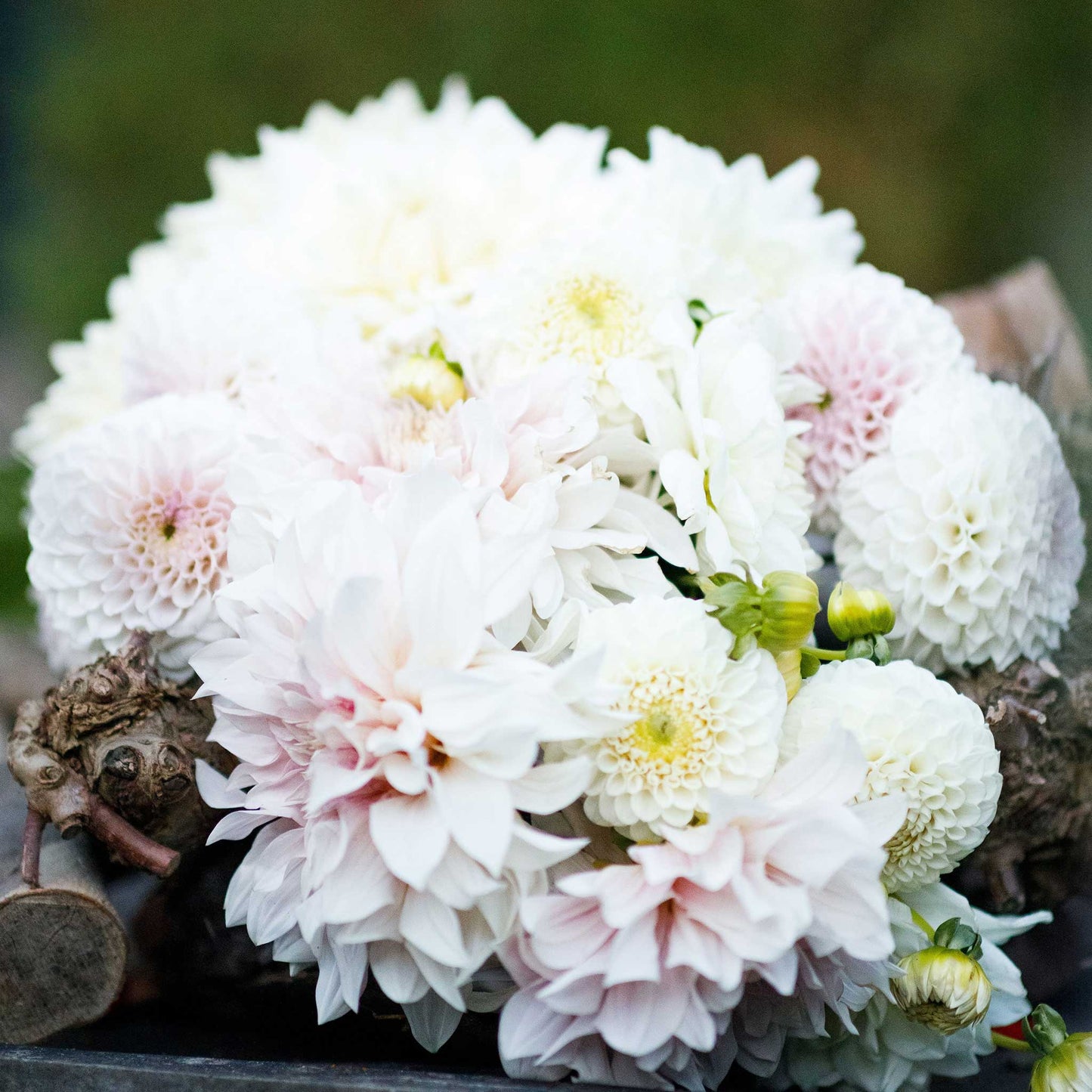 Cafe con Leche Mix - Dahlia Bulbs