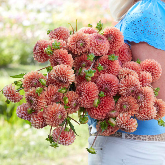 Cornel Bronze - Dahlia Bulbs (Ball)