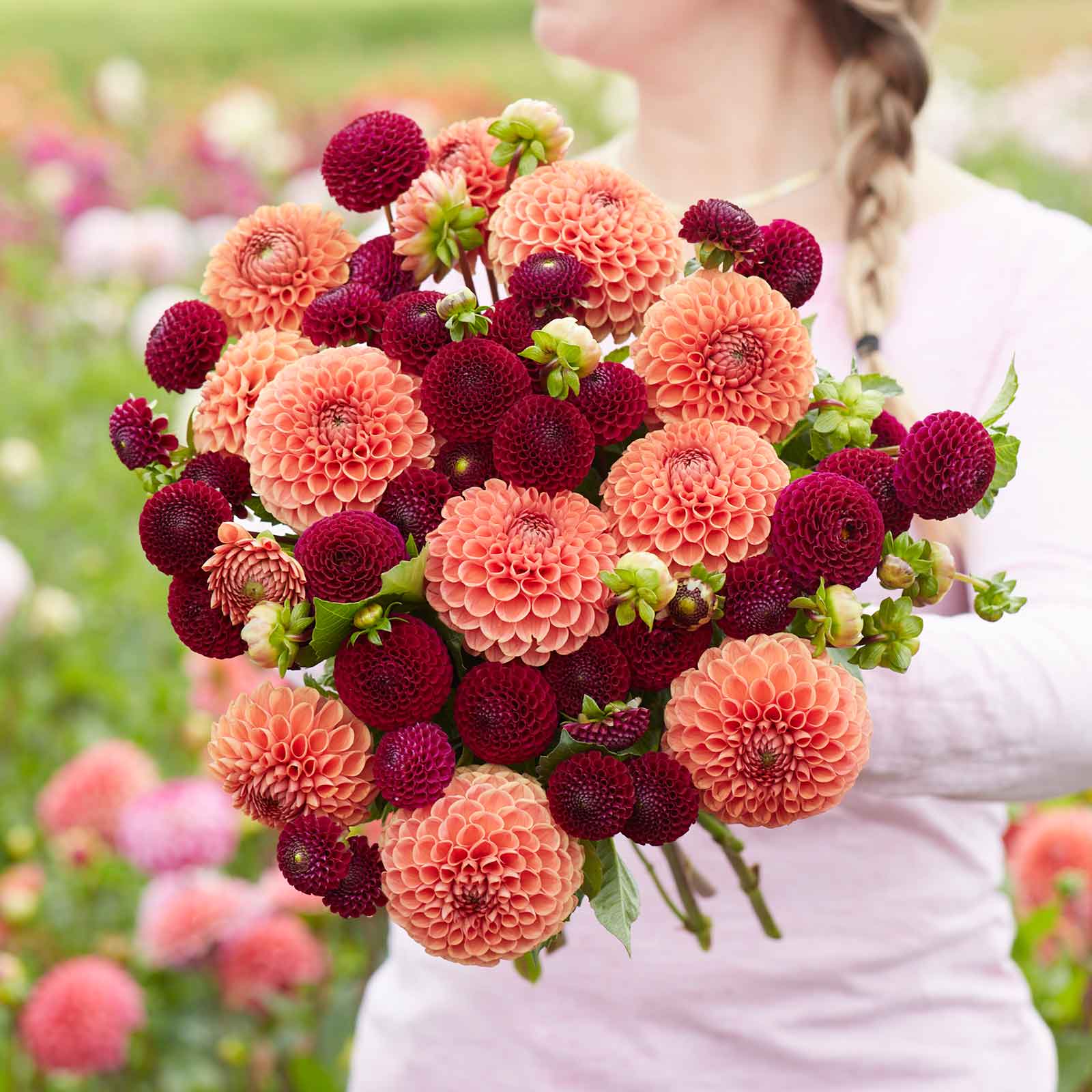 dahlia crimson and coral duo
