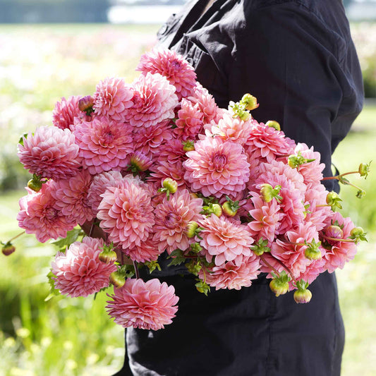 Doris Duke - Dahlia Bulbs (Ball)