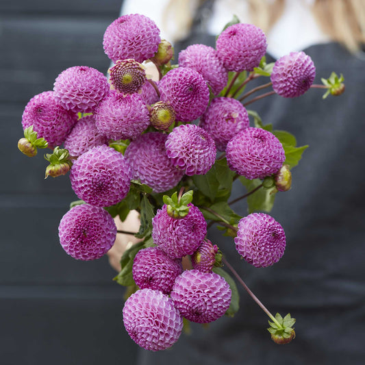 Frank Holmes - Dahlia Bulbs (Pompon)